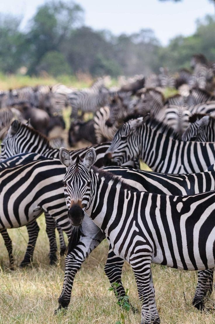 When To See The Great Migration: A Month-By-Month Guide