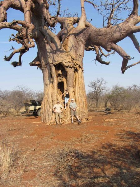 Baobab tree in Ruaha National Park at golden hour