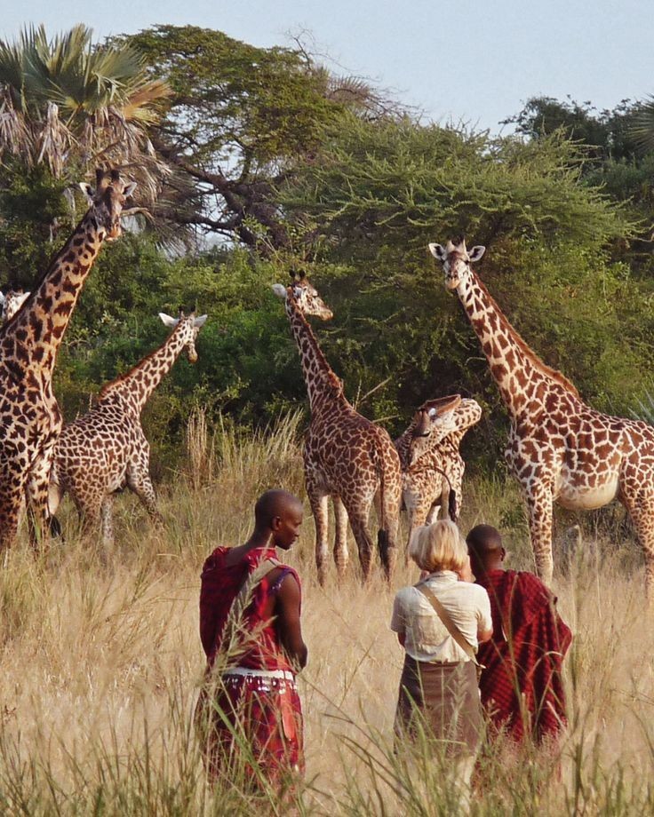 Giraffes at dusk in the savannah