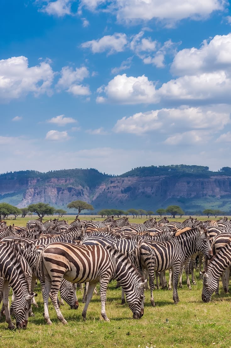Zebras grazing on the open plains