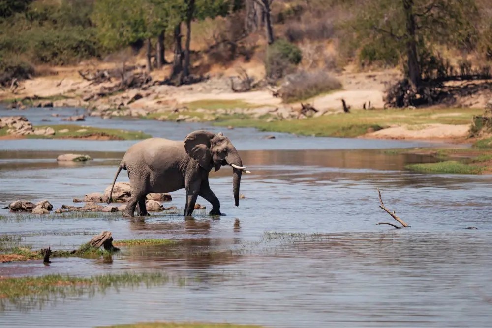 Elephant herd crossing a river