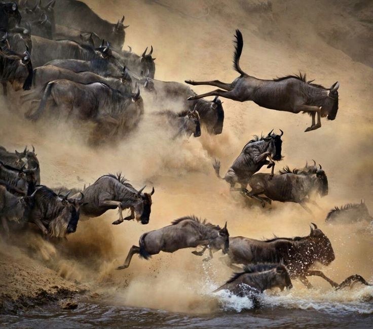 Serengeti Untamed safari — Serengeti · Ngorongoro